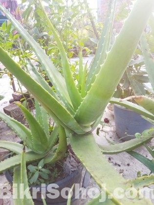 ঘৃত্যকুমারী/Aloe Vera